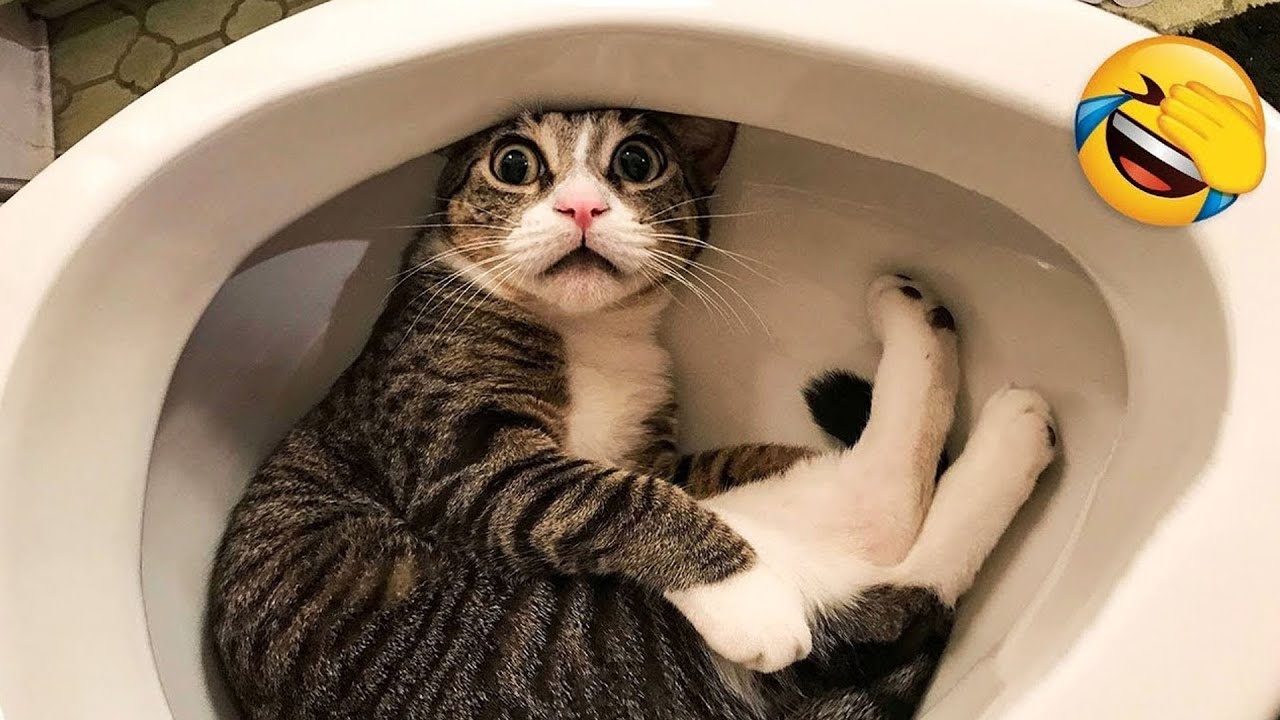 笑ったら負け😍 2025 年の最も面白い猫と犬の動画 😹🐶 パート 2