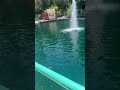Lot of fish and turtles