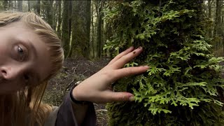 ASMR textures in the forest