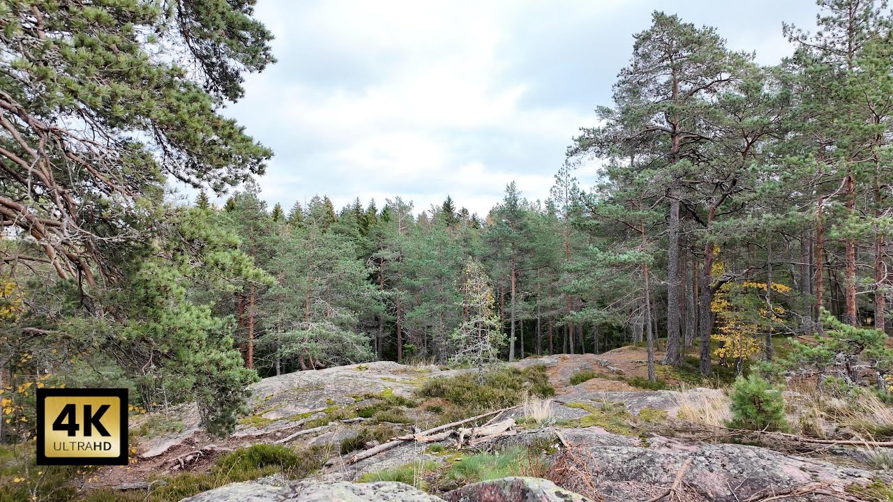 The Beauty of Finnish Autumn | Forest Views Before Winter Arrives
