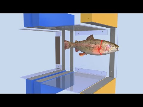 IchtyoS System: Automated Fish Monitoring Counter