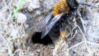 The solitary bee Andrena clarkella