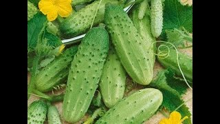 Start Your Pickling Cucumber Garden