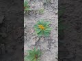 cocktai scomb ke plan jo.mainn seeds se ugaya .kaisa laga please follow and subscribe