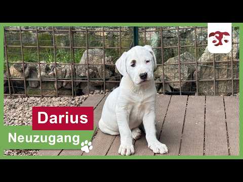 Darius - Ein besonderer kleiner Begleiter mit großem Vertrauen