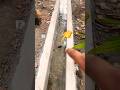 My Lovely Snail 🐌❤️ | Cute Nature Short #trending