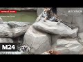 Необычно! Собаку приняли в тигриную стаю в Китае  - Москва 24