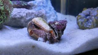 Strombus snail trying to turn over with a trochus hitching a ride...