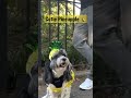 Cutie pineapple bernedoodle omg dog dogcostume cutedog adorabledog nyc bernedoodle