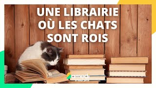 Une librairie où les chats sont rois - Samedi à tout prix by Samedi à tout prix 3,906 views 2 years ago 5 minutes, 27 seconds