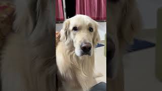 Leo is doing so much mischief.. #leo #likeandsubscribe #funny #retreiver #superlike #instacute