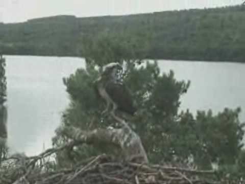 SWT Loch of the Lowes Ospreys 2010 - 12 July 9.06a...