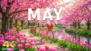 Blossoming May 4K – A Peaceful Garden Awakening 🌸 Garden Flowers, Soft Sunlight & Gentle Breezes screenshot 3