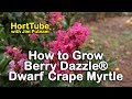 How to grow Berry Dazzle® Dwarf Crape Myrtle - Burgundy-Red Foliage and Fuchsia Blooms