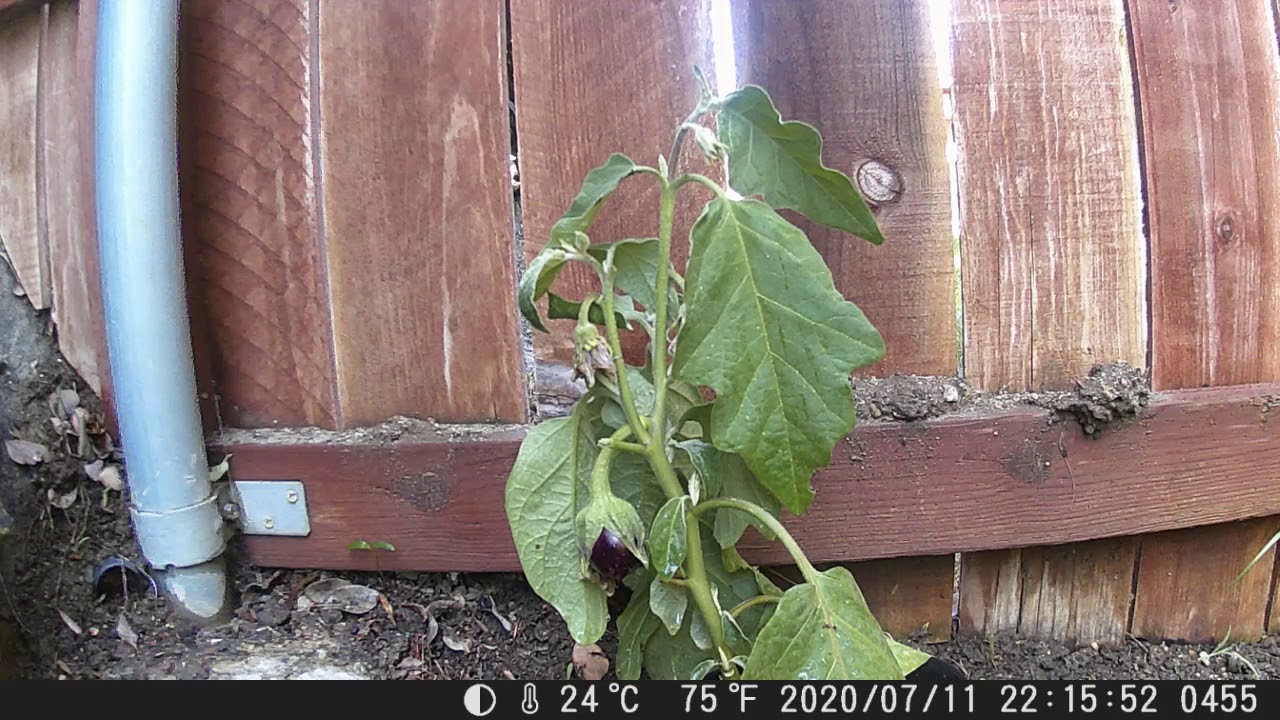 Eggplant Time lapse Pollination Fail YouTube