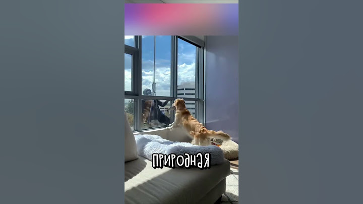 Этот Пес Нашел Нового Друга ❤️