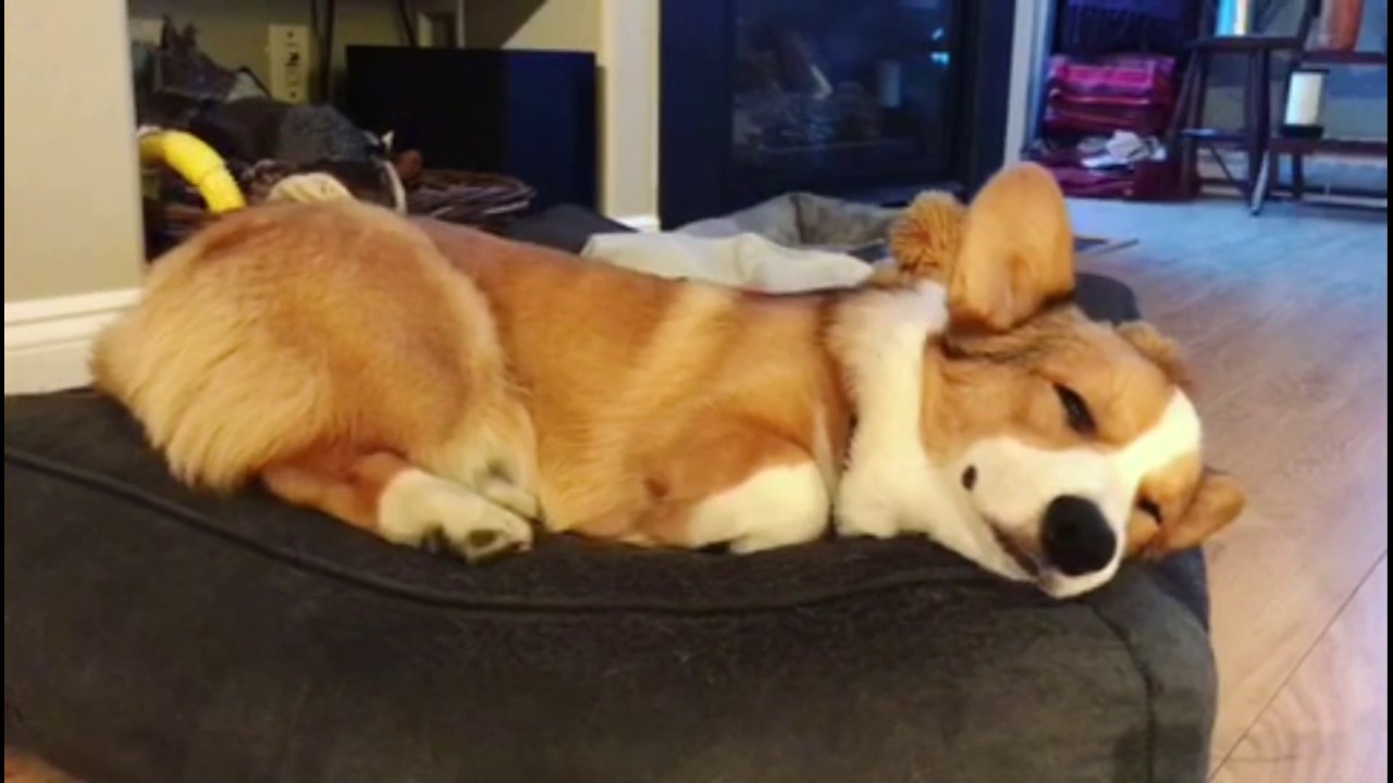 Sleepy Corgi Puppy - YouTube