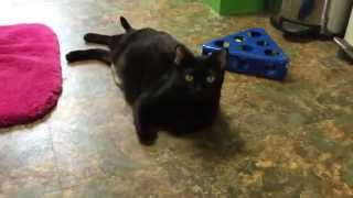 Cher- Available for Adoption by It's All About the Animals, Inc. 52 views 9 years ago 9 seconds