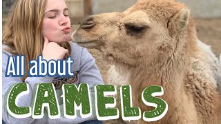 All About Camels by Where Pigs Fly Farm 21,982 views 4 years ago 5 minutes, 53 seconds