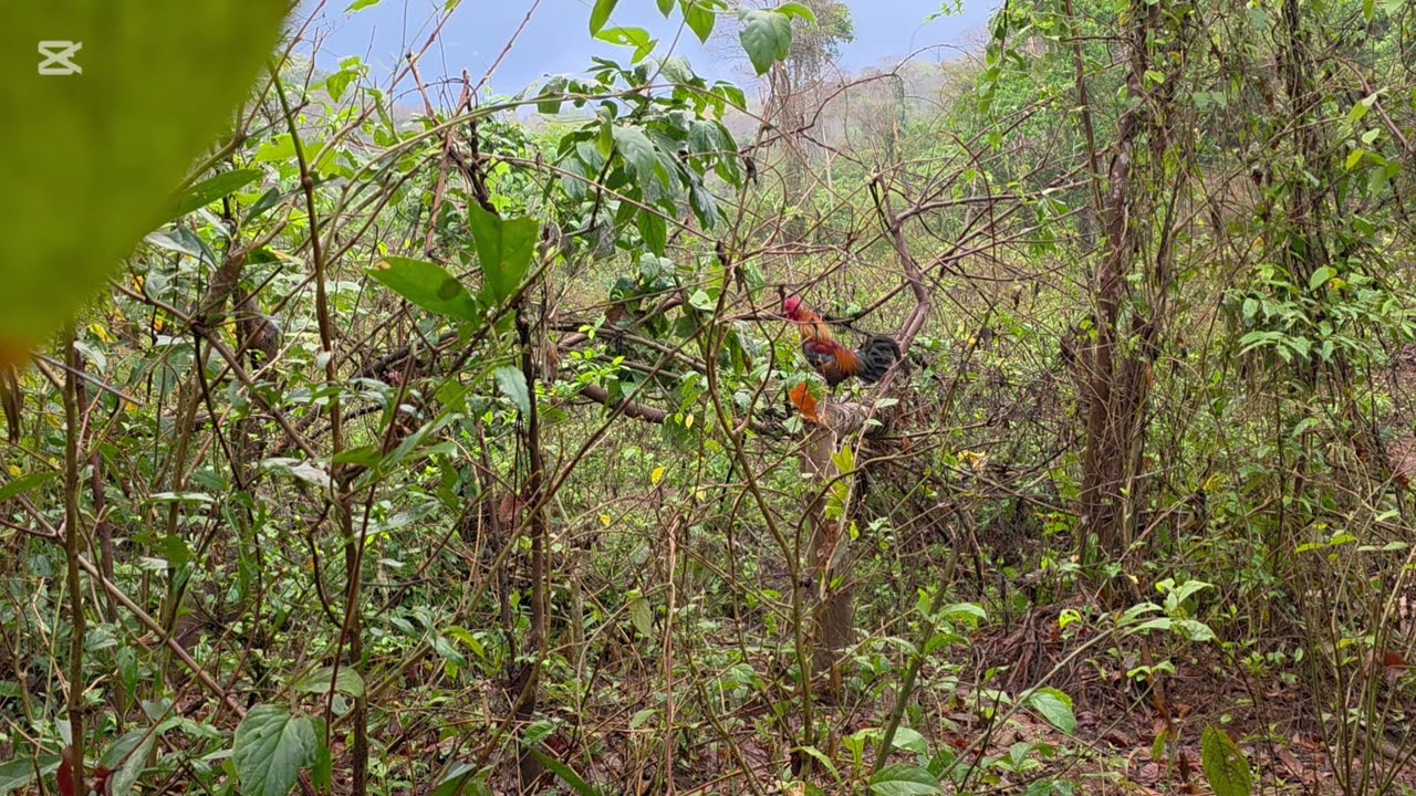 Dib qaib qus tuaj zoo heev #ต่อไก่ป่า 01/03/2026