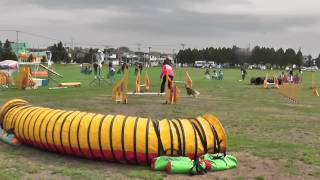 20140524 JKC北海道ブロックアジリティー競技会 ちゃき