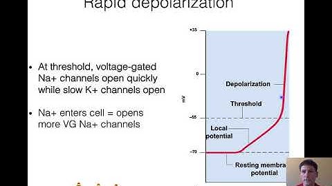 NAU Bio 201 - Lecture 14 - Action Potentials