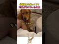 家に帰ってきた犬が元気なかった理由のサムネイル