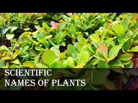 वीडियो: पौधों के वैज्ञानिक नामों का प्रयोग क्यों किया जाता है?