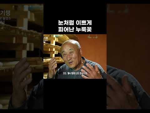 눈처럼 이쁘게 피어난 누룩꽃 #알고e즘 #shorts thumbnail