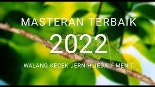 Masteran Walang Kecek 2022 super jernih jeda 1 menit!! #masteranwalangkecek#muraibatu