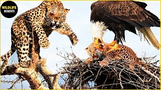 Brave Mother! Injured Mother Leopard Still Ferociously Chases The Eagle To Protect Her Cub