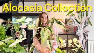     My Rare & Variegated Alocasia Collection 🌱