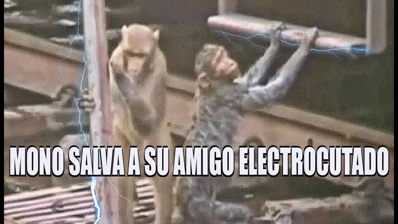Mono Rescata a su Amigo Electrocutado | Hero Monkey Electrocuted At Train Station India