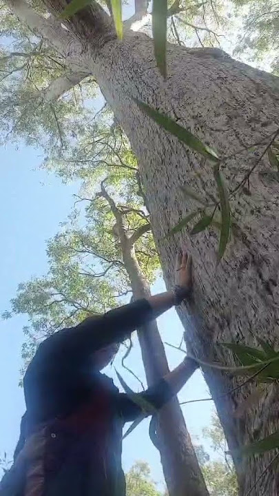 Song of the soul #lemurian #soulsong #channelledwisdom #love #singing #eternalfrequency tree #trees