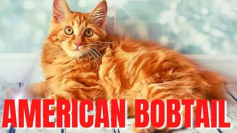 Video 3502201: american bobtail cat breed