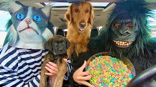 Gorilla Surprises Cat & Puppy With Car Ride Chase! by Life of Teya 1,329,813 views 1 year ago 3 minutes, 14 seconds