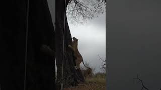 Lions want Leopard’s food and try to climb the tree. #animals #wildlife #lions