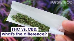 THC vs. CBD, what’s the difference? | Weed Easy