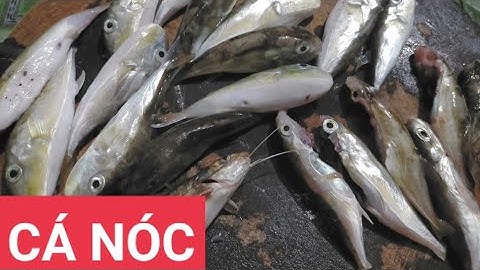 🔴CÁ NÓC BIỂN - Đặc Sản Vùng Biển Quê Em, Ngon Dã Man|| Vlog Quê Nhà