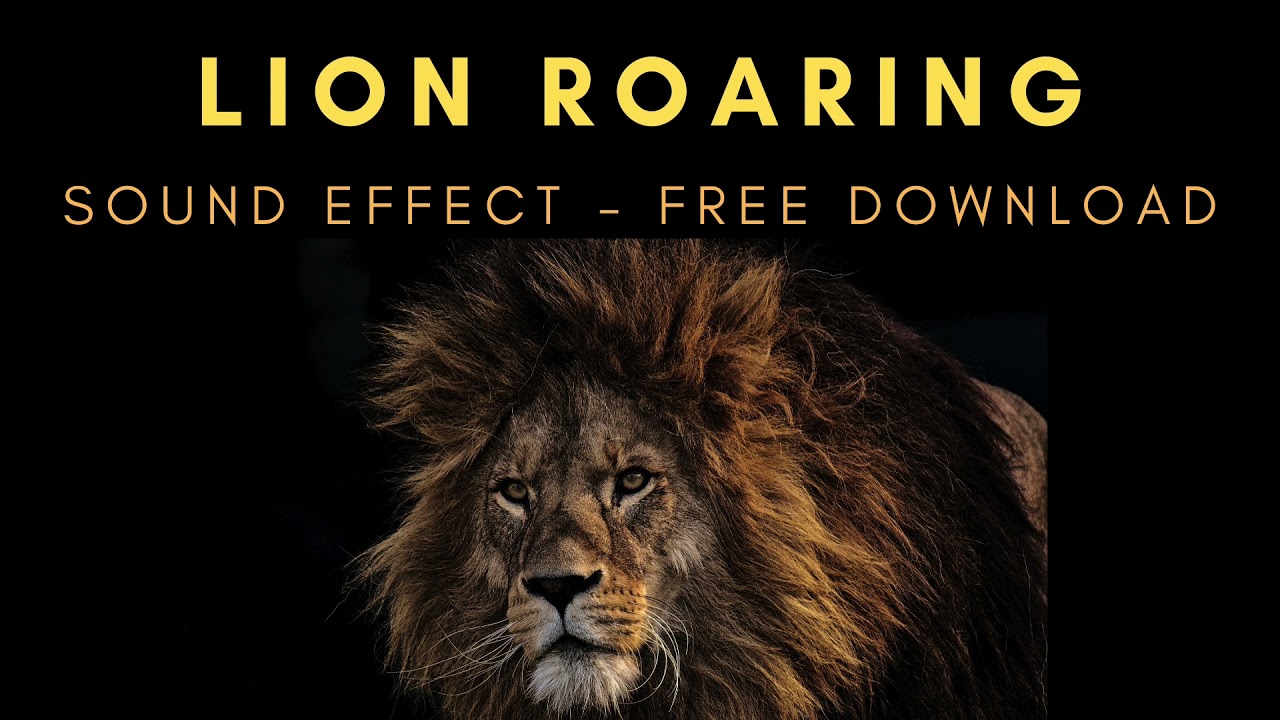 Lion Roaring - Sound Effect - Free Download 