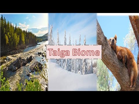 Video: What Taiga Bushes Are