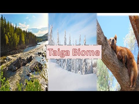 What is Taiga biome? Plants, animals, and climate of boreal forest