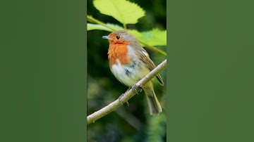 Raggedy Robin singing a Spring song - UK Bird Sounds #shorts