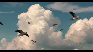 Danza sobre las Nubes