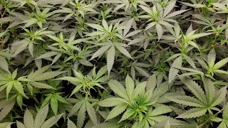 Indoor Cannabis 5x5 bargen grow tent⛺ clones & seed starts🍒👍🏿