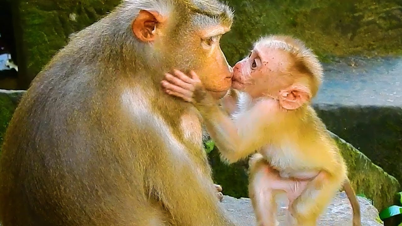 Monkey Lovable Monkey & Primates, Libby So Much Sweet Loves Care Leo, So Lovely Baby ...