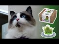 Senses 2.0 Cat Grass Planter - Growing and Eating Catgrass