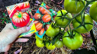 Это лучшие сорта томатов. Обязательно к посадке в 2023, урожай и друзьям и близким раздавали