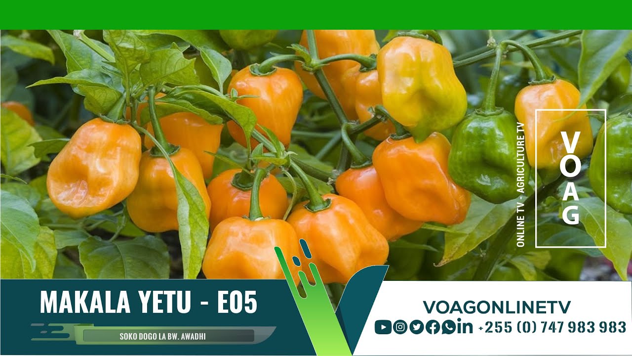 MAKALA YETU05 PILIPILI MWENDOKASI YouTube