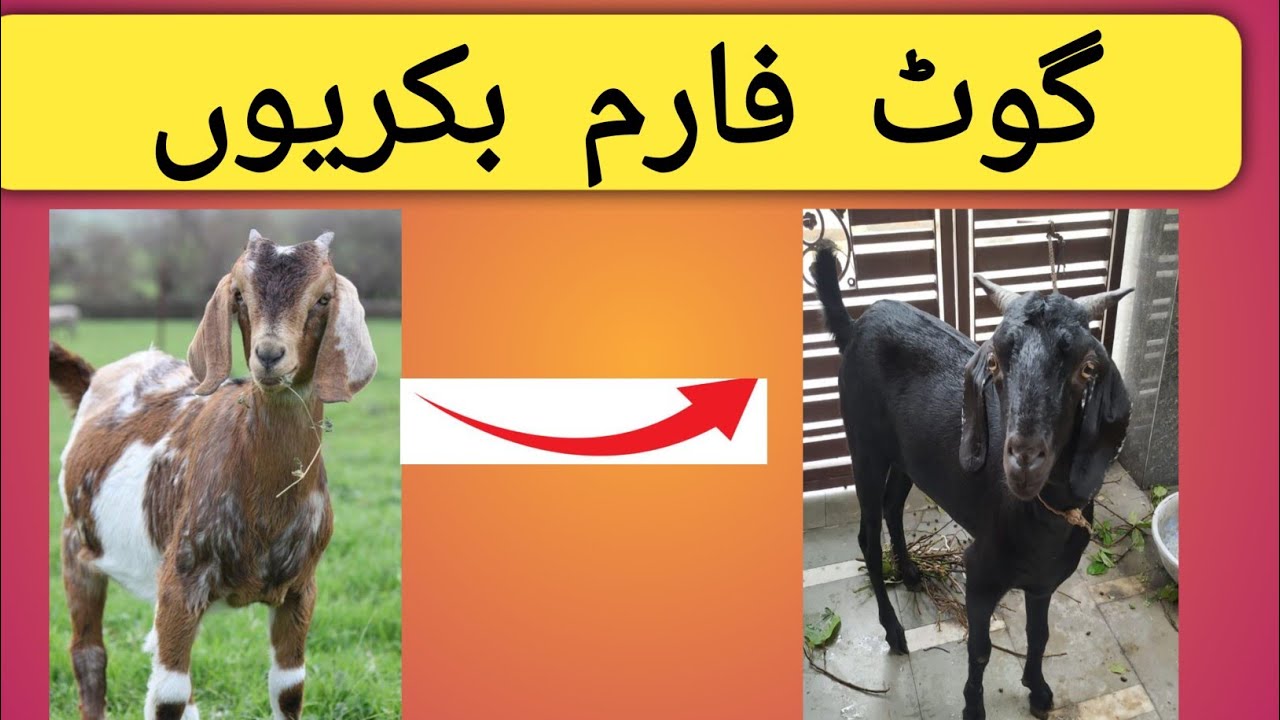 Alhamdulillah# bakriyon ke liye new chara lekar Aaye# goat #goat farm#Allah tawakkal#farm#